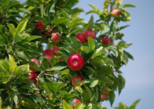 apple