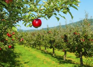 apple